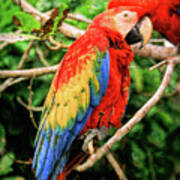 Colorful Macaw Art Print