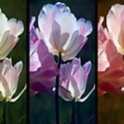Coloured Tulips Art Print