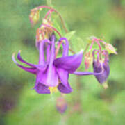 Columbine State Flower Of Colorado. Art Print