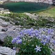 Columbines Art Print