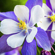 Columbines Inside Art Print