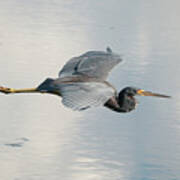 Come Soar With Me Tricolored Heron Art Print