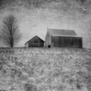 Coming Home To Roost Bw Art Print