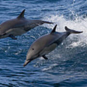 Common Dolphin Pair Jumping Baja Art Print