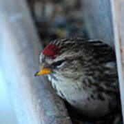 Common Redpoll Art Print