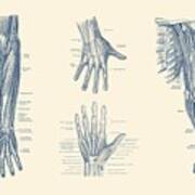 Complete Arm And Hand Diagram - Vintage Anatomy Print Art Print