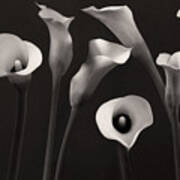 Composition With Calla Lily Art Print
