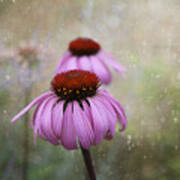 Coneflower Dream Art Print