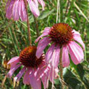 Coneflower Art Print