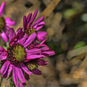 Coneflowers In The Wind Art Print