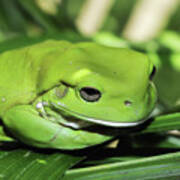 Cool Green Frog 001 Art Print