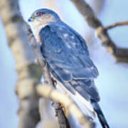 Coopers Hawk Art Print