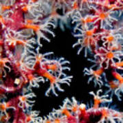 Coral Closeup Art Print
