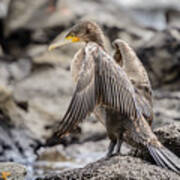 Cormorant Nsw01 Art Print