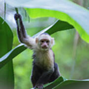 Costa Rica Monkeys 1 Art Print