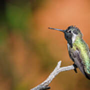 Costa's Hummingbird 5 Art Print