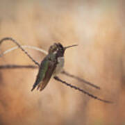 Costa's Hummingbird Out On A Limb Art Print