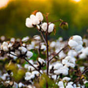 Cotton Field Art Print