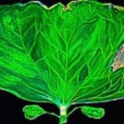 Cotton Sprout Leaf Art Print