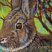 Cotton Tail Rabbit Art Print