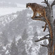 Cougar Calling In Tree Art Print