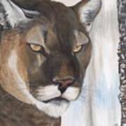 Cougar Art Print