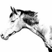 Country Horse Whiteout Art Print