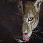 Cougar Night Art Print