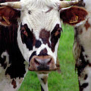 Cow Closeup Art Print