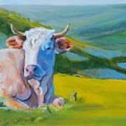 Cows Lying Down In Devon Hills Art Print