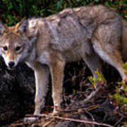 Coyote Portrait Art Print