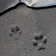 Coyote Tracks Art Print