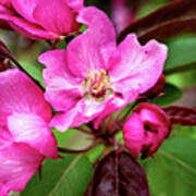 Crabapple Blossom Print Art Print