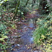 Creek On Mt Tamalpais 2 Art Print