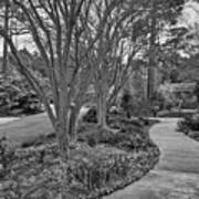 Crepe Myrtle Pathway In Black And White Art Print
