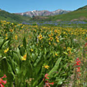 Crested Butte Wildflower Meadow And Mountains Art Print