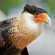 Crested Caracara Art Print