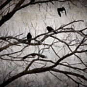 Crows At Midnight Art Print