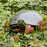 Curious Pond Turtle Art Print