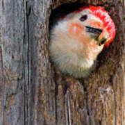 Curious Woodpecker Art Print