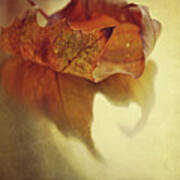 Curled Autumn Leaf Art Print