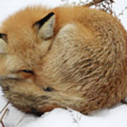 Curled Up Fox Art Print