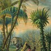 Cutting Sugarcane In The Antilles Art Print