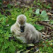 Cygnet Art Print