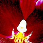 Cymbidium Orchid Very Close Art Print