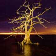 Cypress At Sunset 2860 Art Print