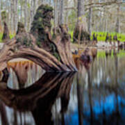 Cypress Knee In Fisheating Creek Art Print