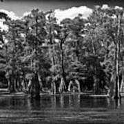 Cypress On The Suwannee Art Print