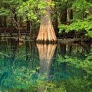 Cypress Reflections In Manatee Spring Waters Art Print