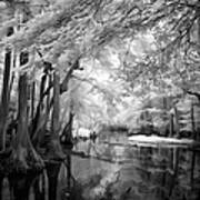 Cypress Swampland Art Print